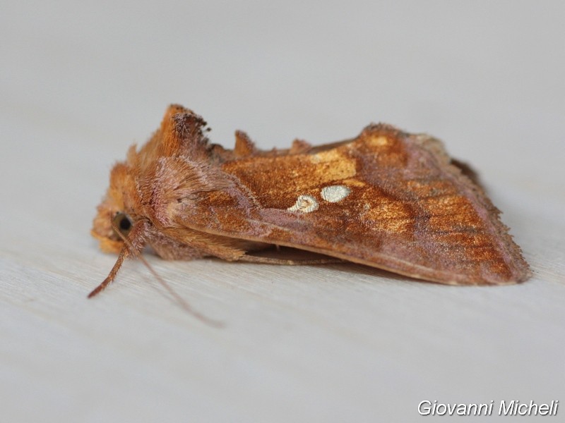 Chrysodeixis chalcites Noctuidae